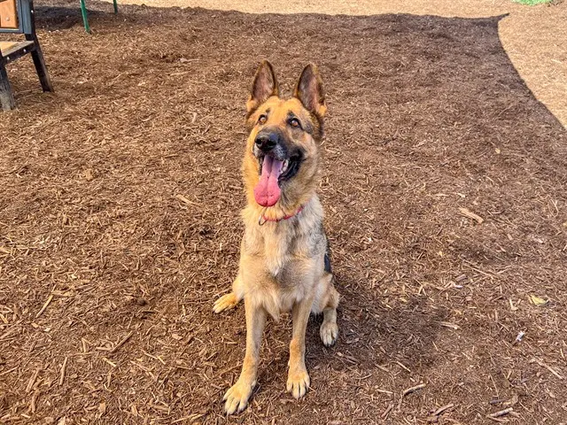 Gretchen