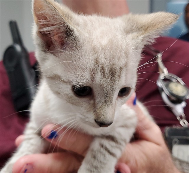 Adoptable Cat