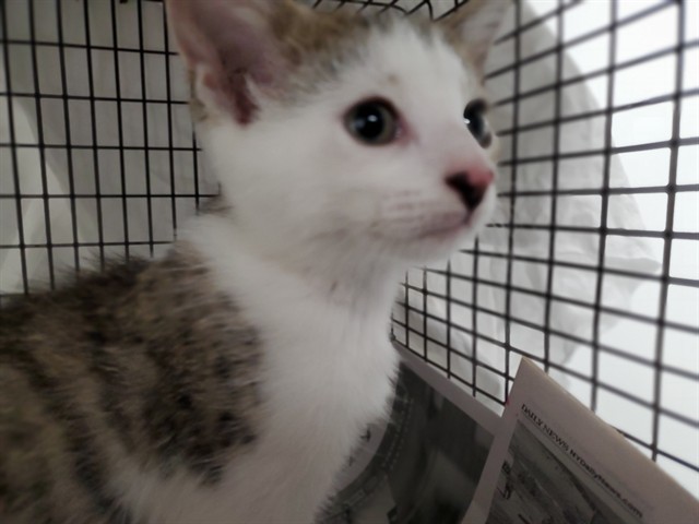 Adoptable Cat