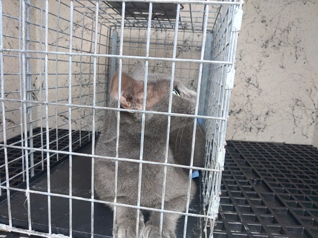 Adoptable Cat