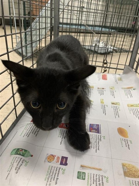 Adoptable Cat