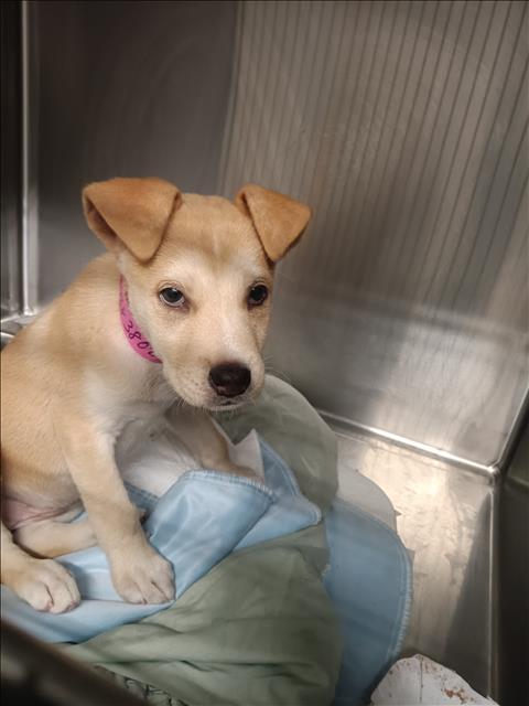 Adoptable Dog