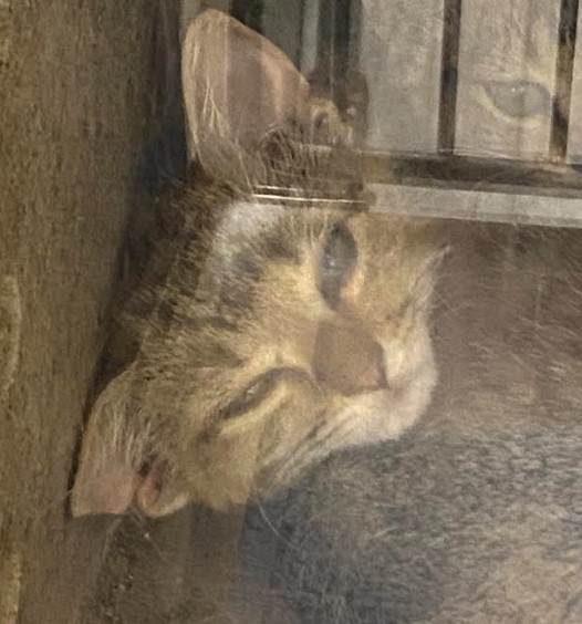 Lil