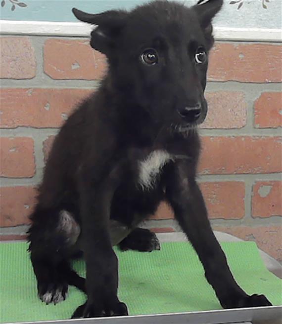 Adoptable Dog