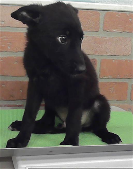 Adoptable Dog