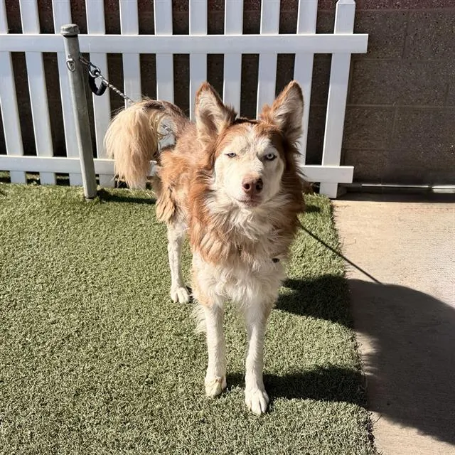 Koda