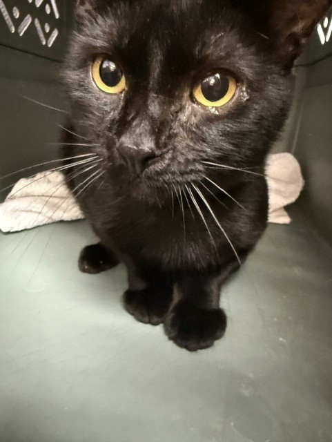 Binx