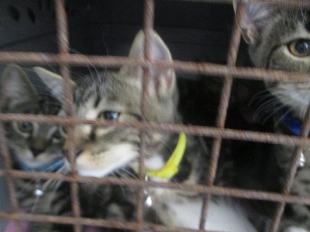 Adoptable Cat