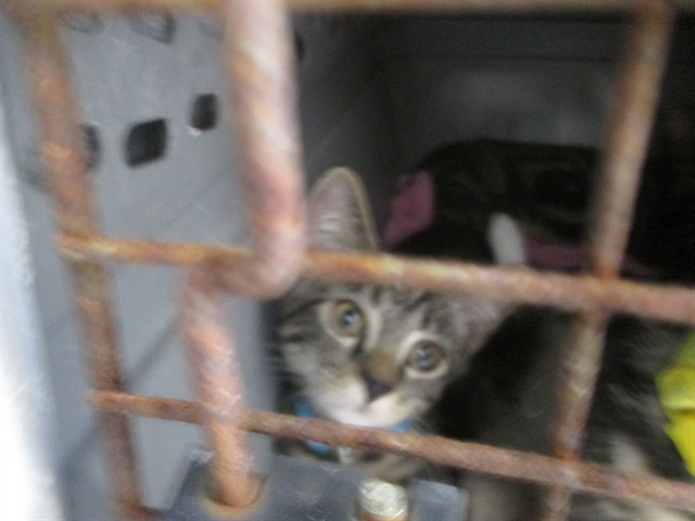Adoptable Cat