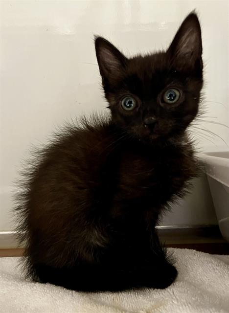 Paloma