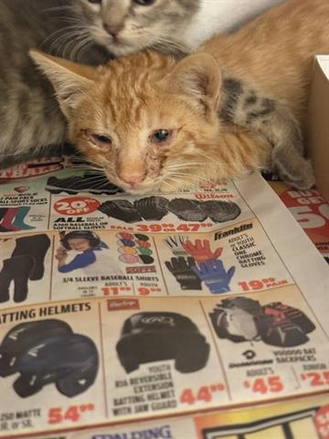 Adoptable pet
