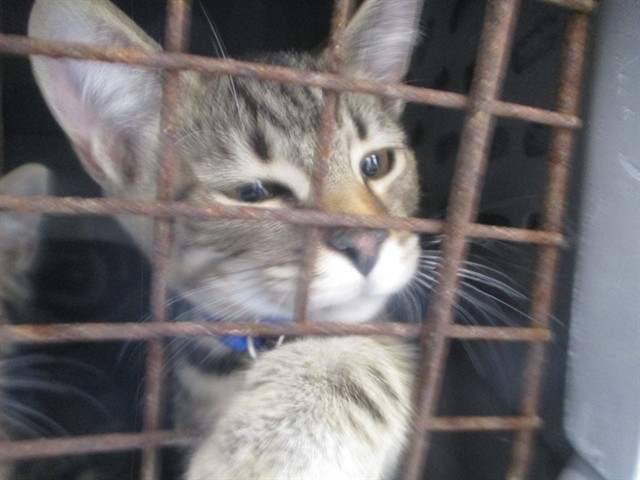 Adoptable Cat