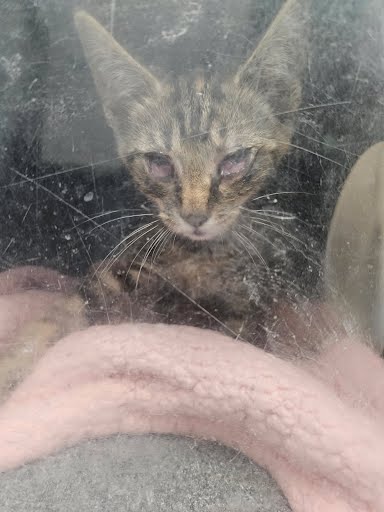 Adoptable Cat
