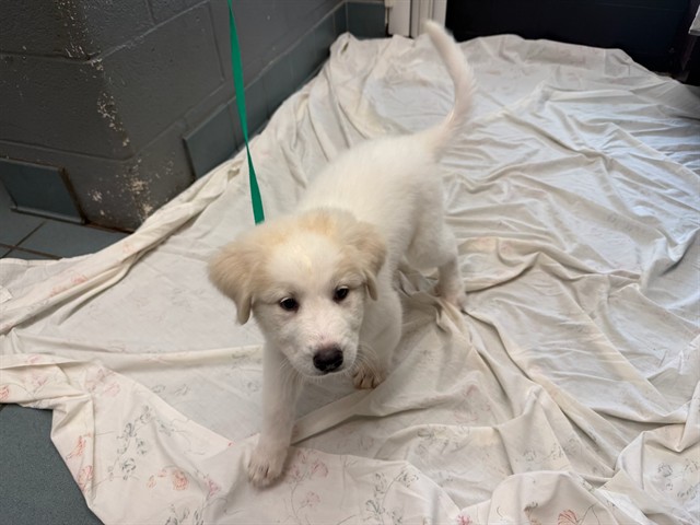 Adoptable Dog