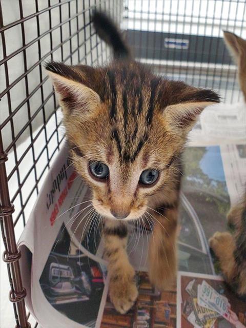 Adoptable Cat