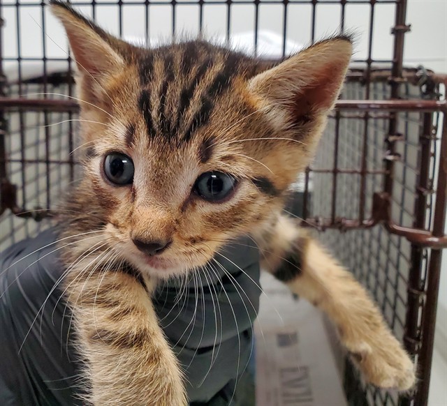 Adoptable Cat