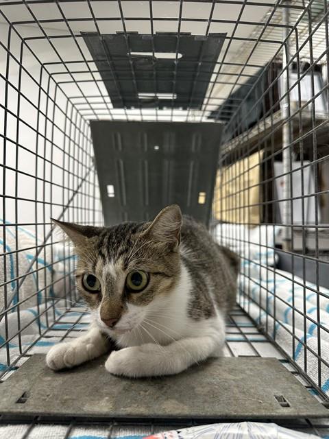 Adoptable Cat