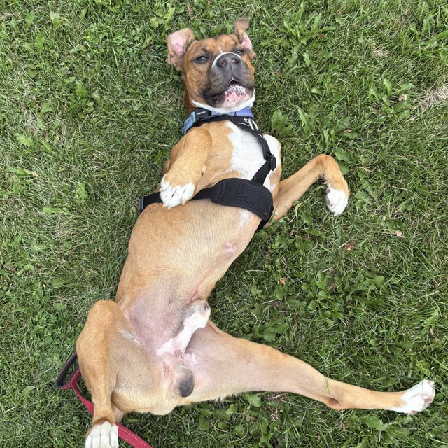 Tyson