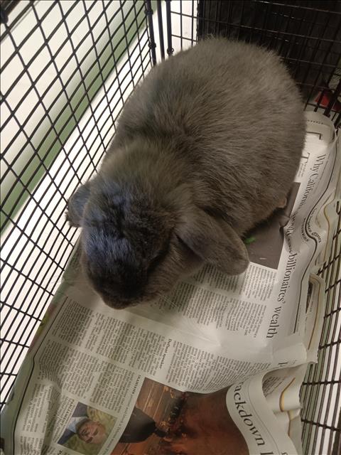 Little Smokey