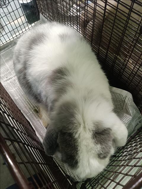 Fluffy