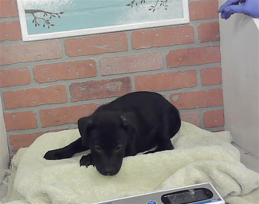 Adoptable Dog