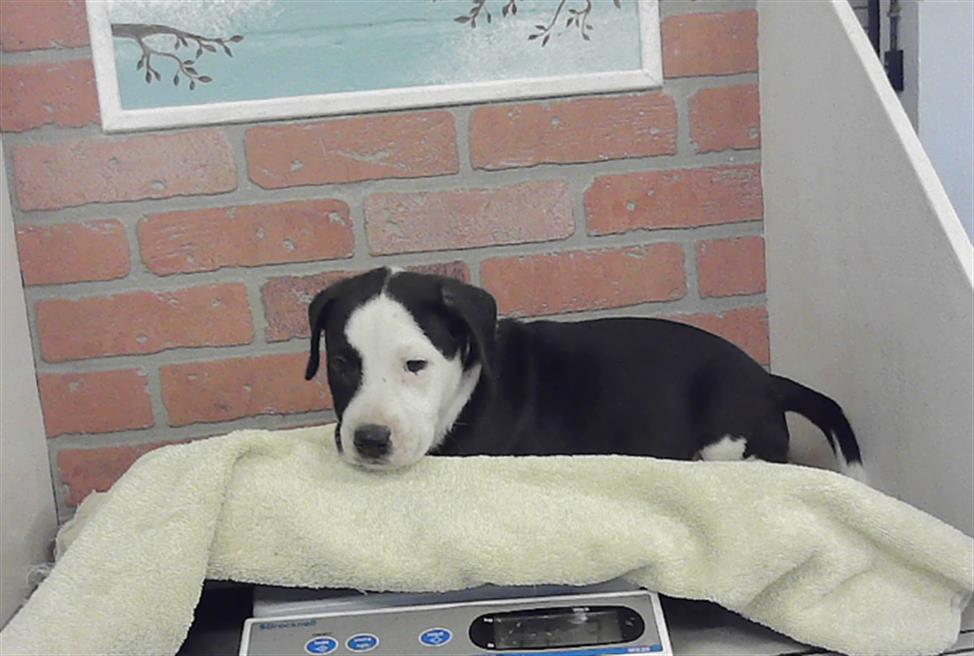Adoptable Dog
