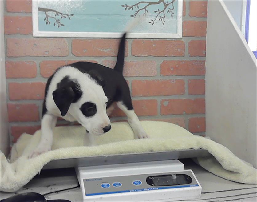 Adoptable Dog