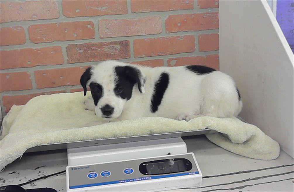 Adoptable Dog