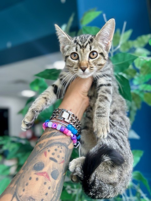 Adoptable Cat