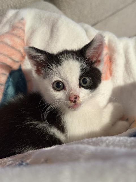 Oliver