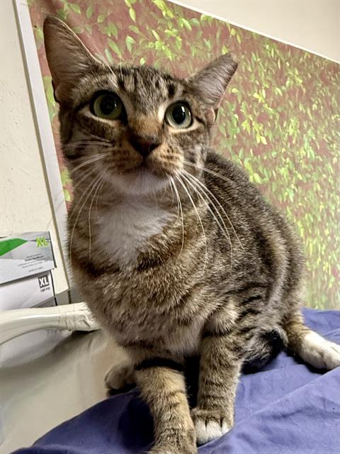 Miso