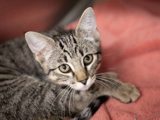 Hazel