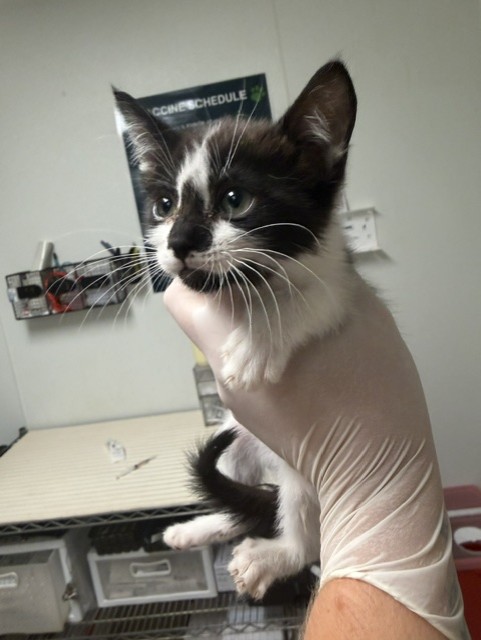 Adoptable Cat