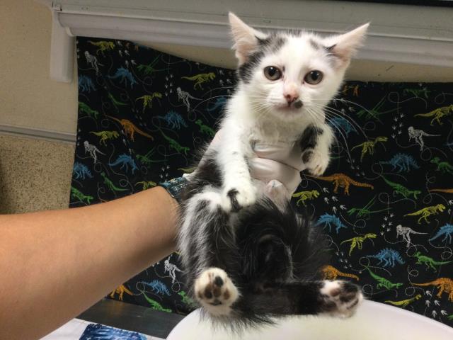 Snowball