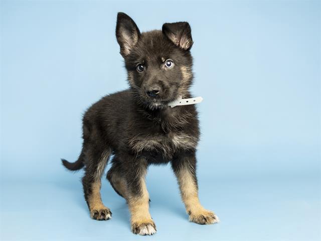 Axel