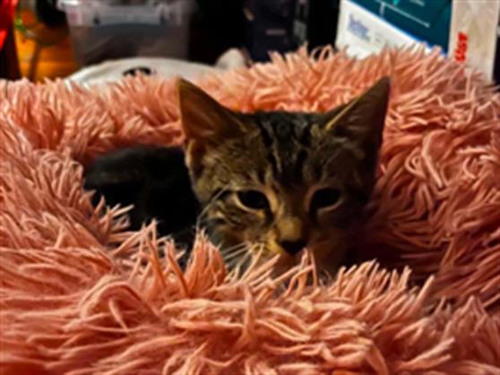 Adoptable Cat