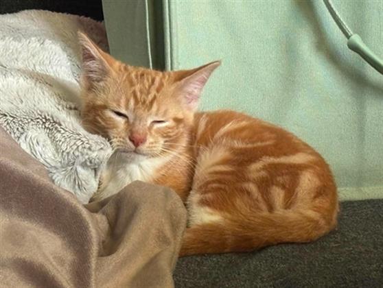 Adoptable Cat
