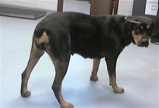 Gracie