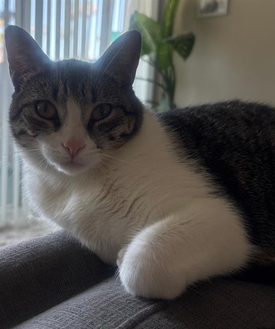 Mochi