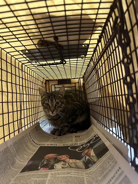 Adoptable Cat