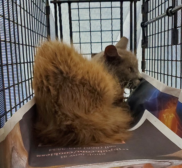 Adoptable Cat