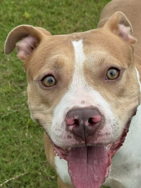Gracie