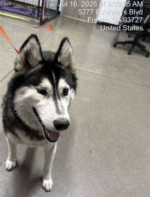 Adoptable Dog