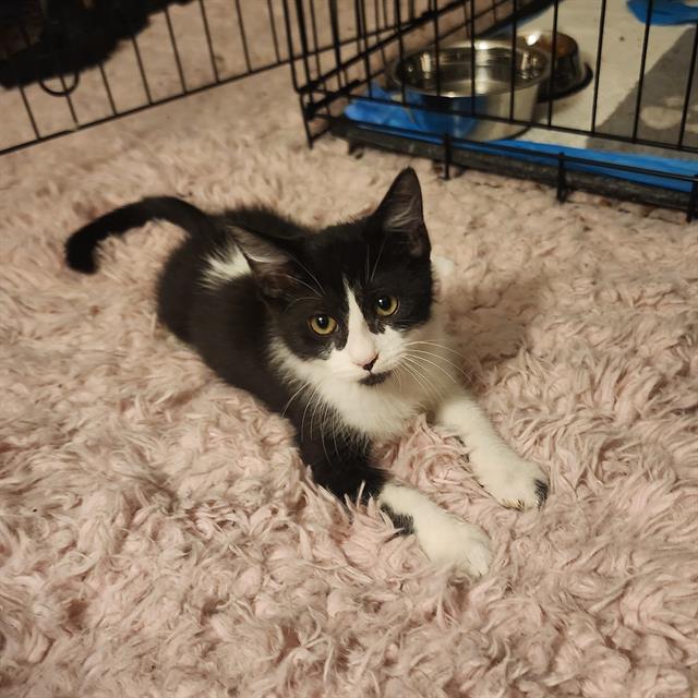 Gatoleo