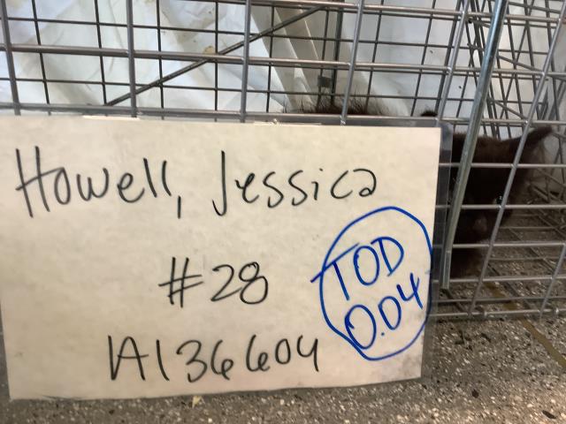 Adoptable pet