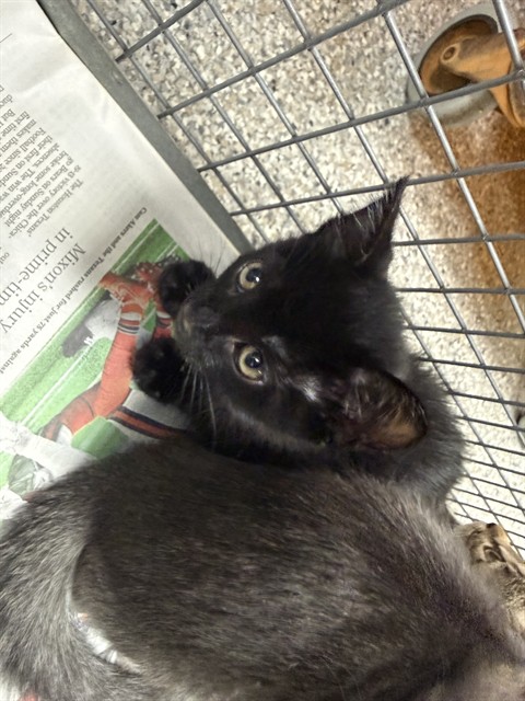 Adoptable Cat