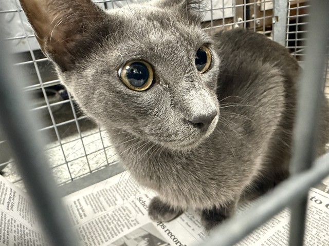 Adoptable Cat