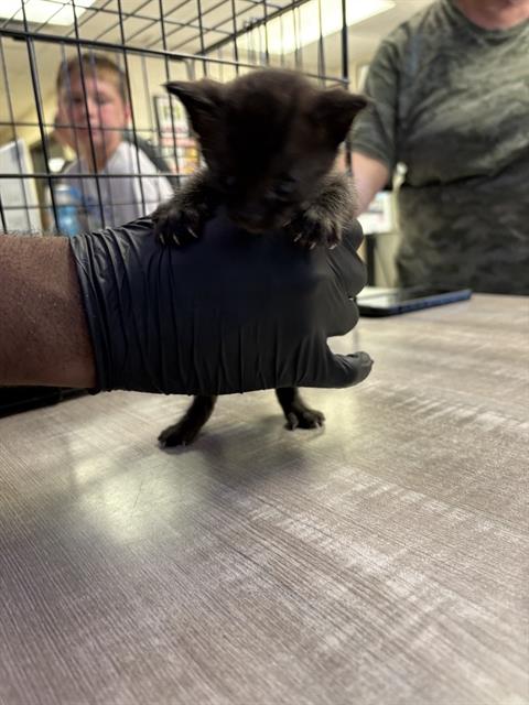 Huey