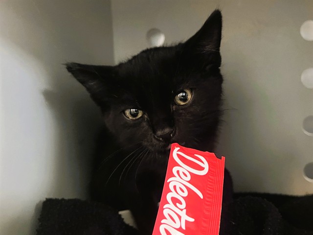 Salem