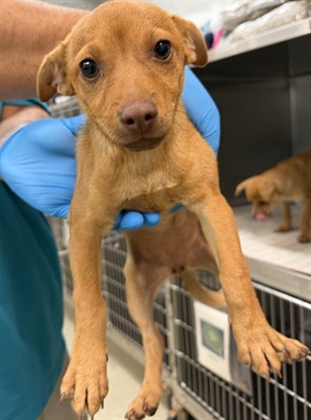 Adoptable Dog